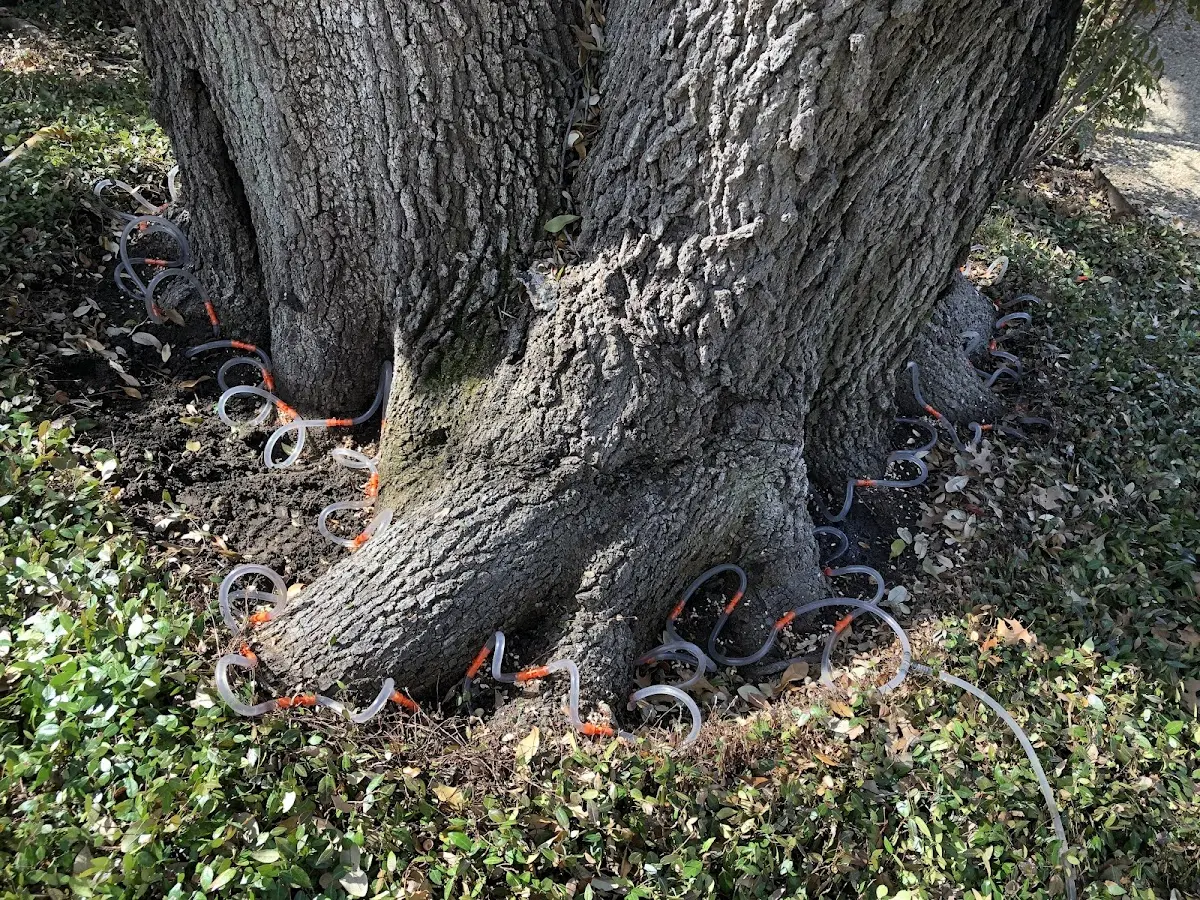 Detailed Tree Cabling and Bracing job site in Lyndon