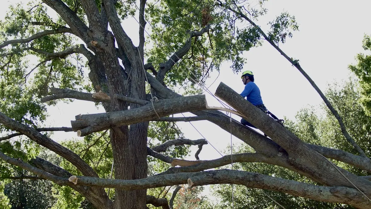 Professional Crown Thinning performed by certified arborists in Lyndon